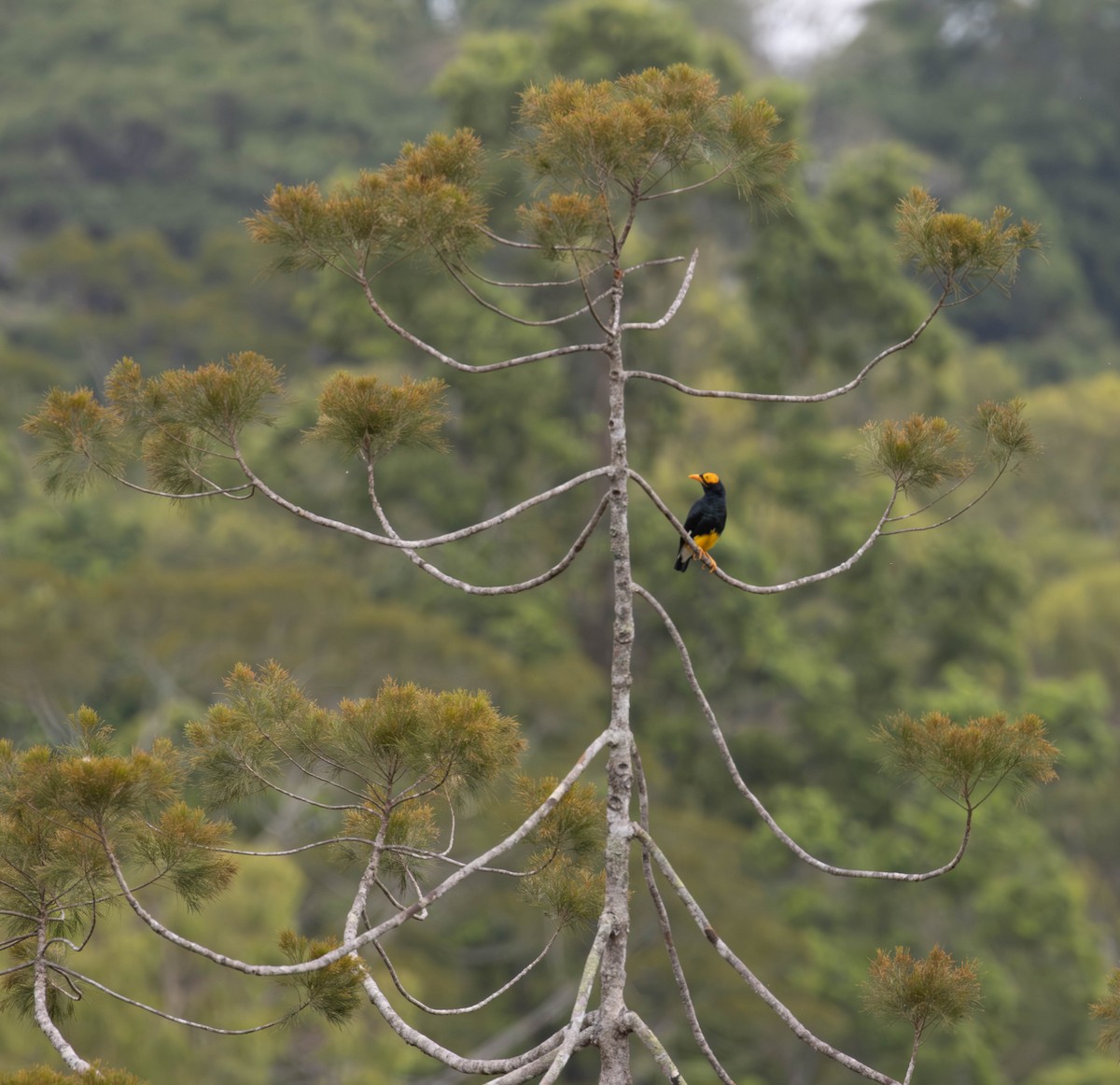 キガオムクドリ - ML644483213