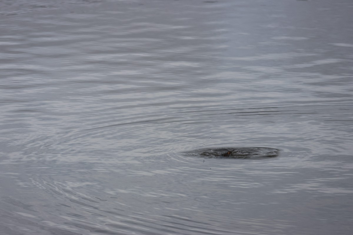 White-tufted Grebe - ML644483218