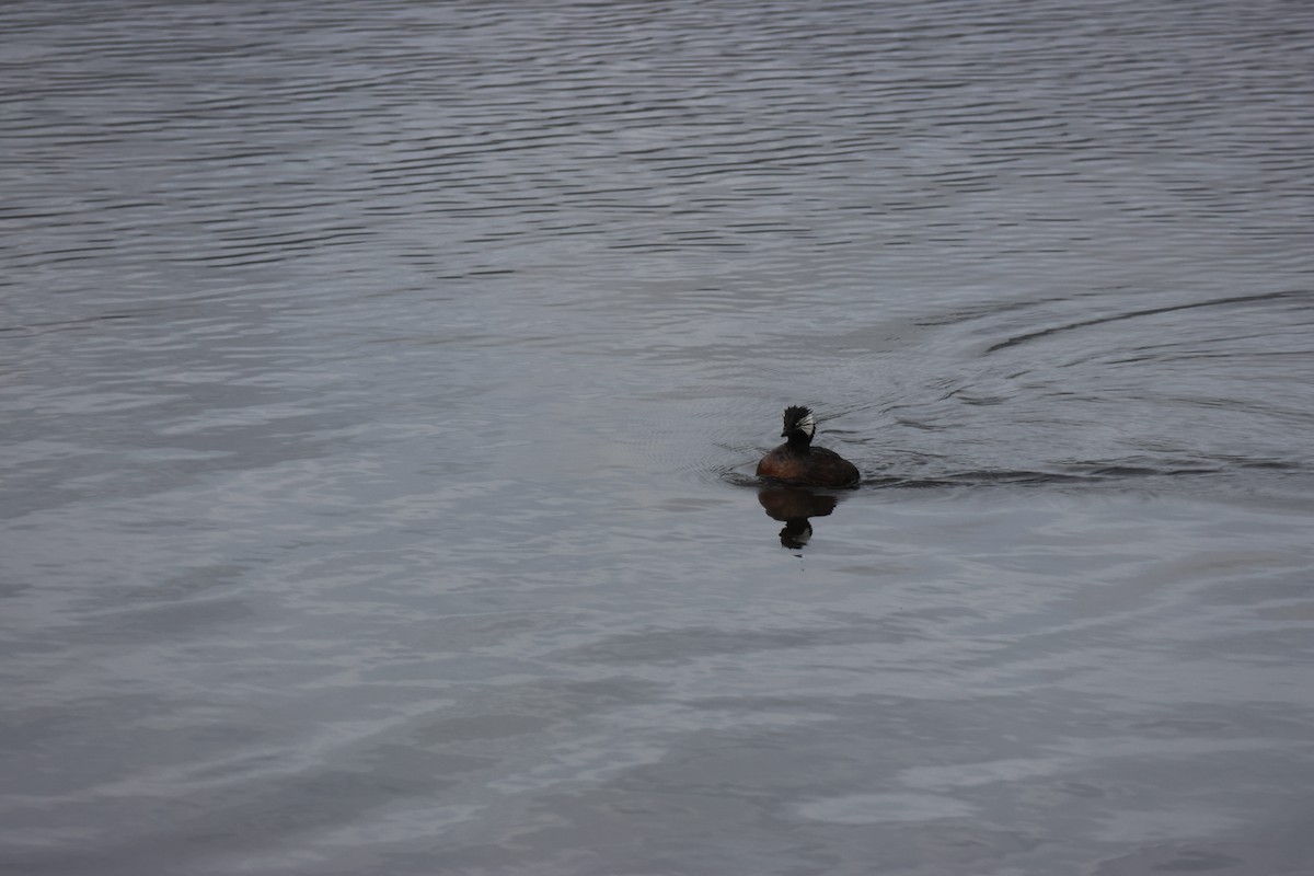White-tufted Grebe - ML644483219