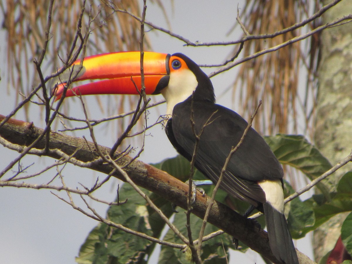 Toco Toucan - ML644483221