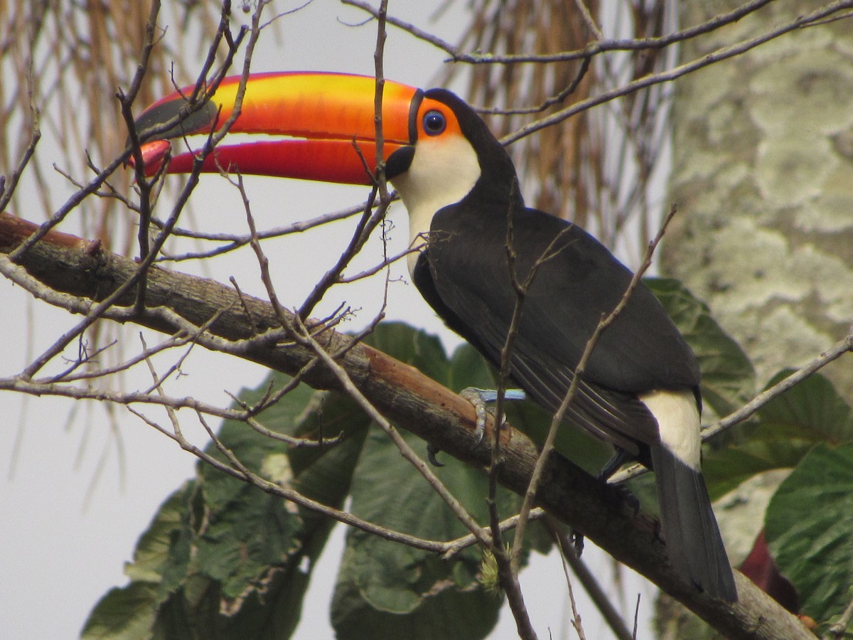 Toco Toucan - ML644483222