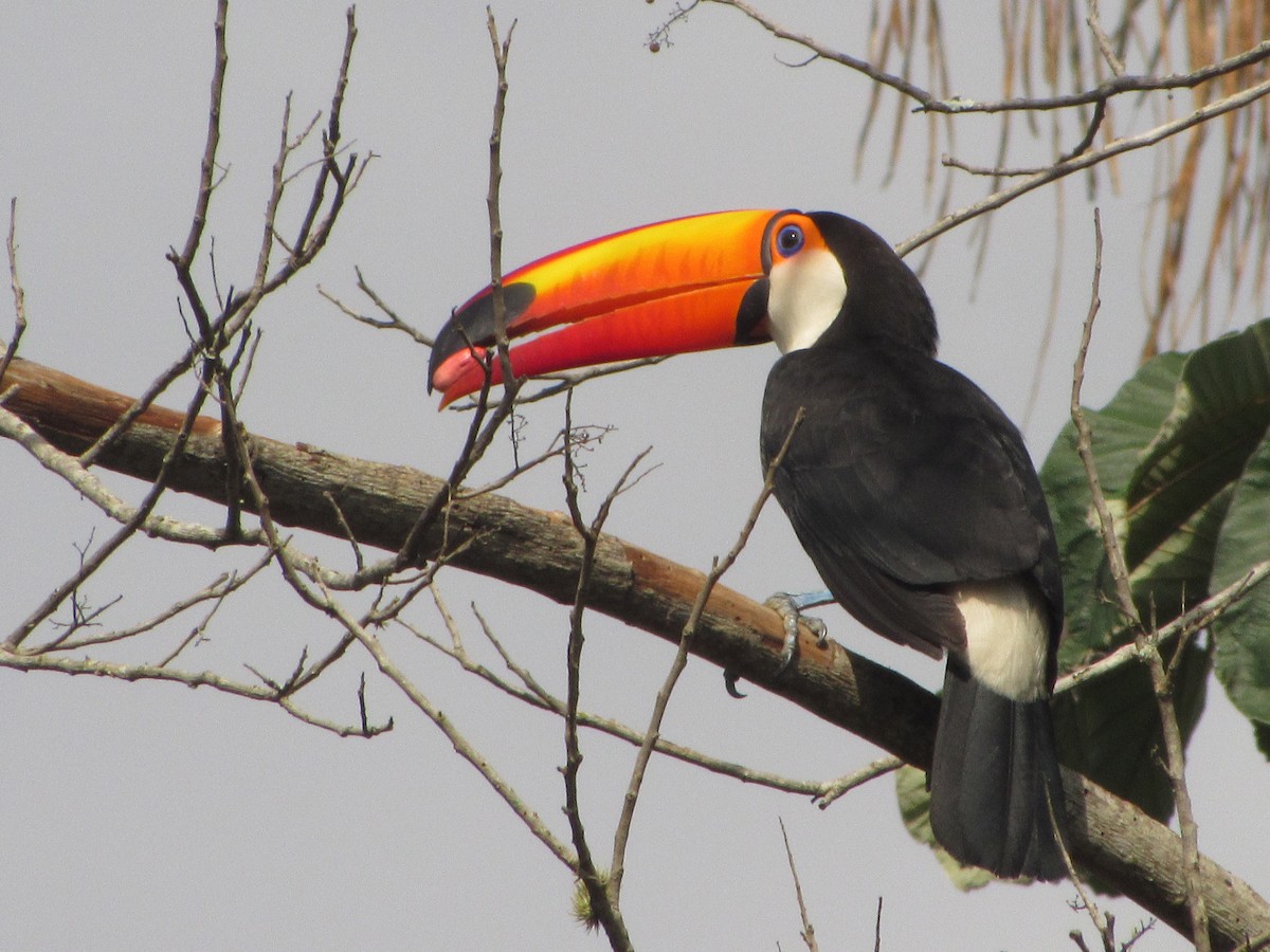 Toco Toucan - ML644483223