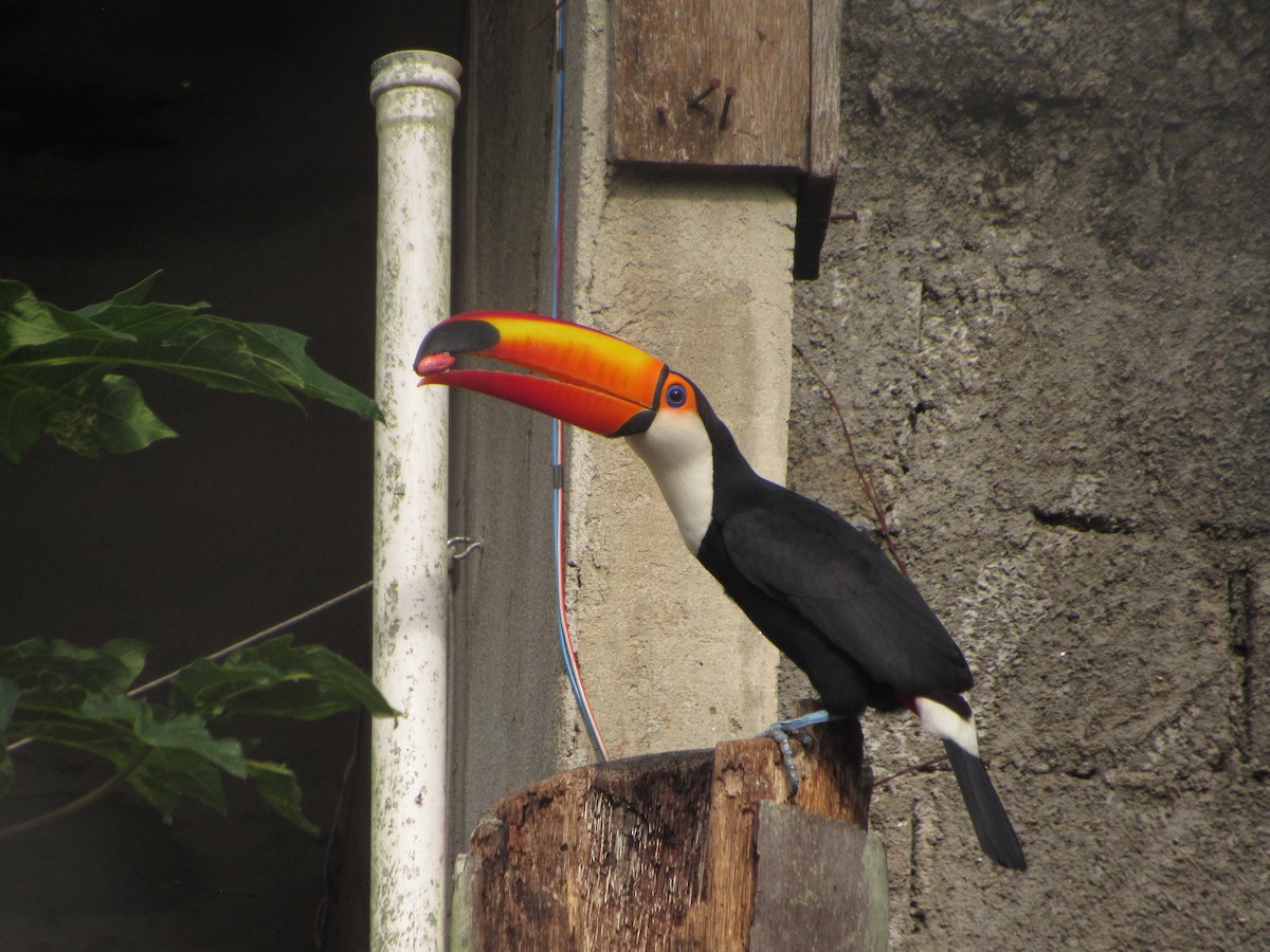 Toco Toucan - ML644483224
