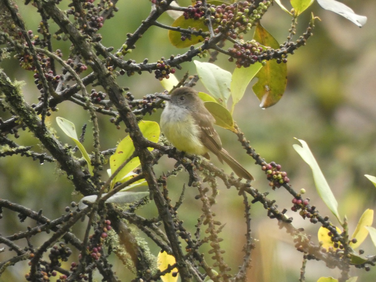 Pale-edged Flycatcher - ML644483235