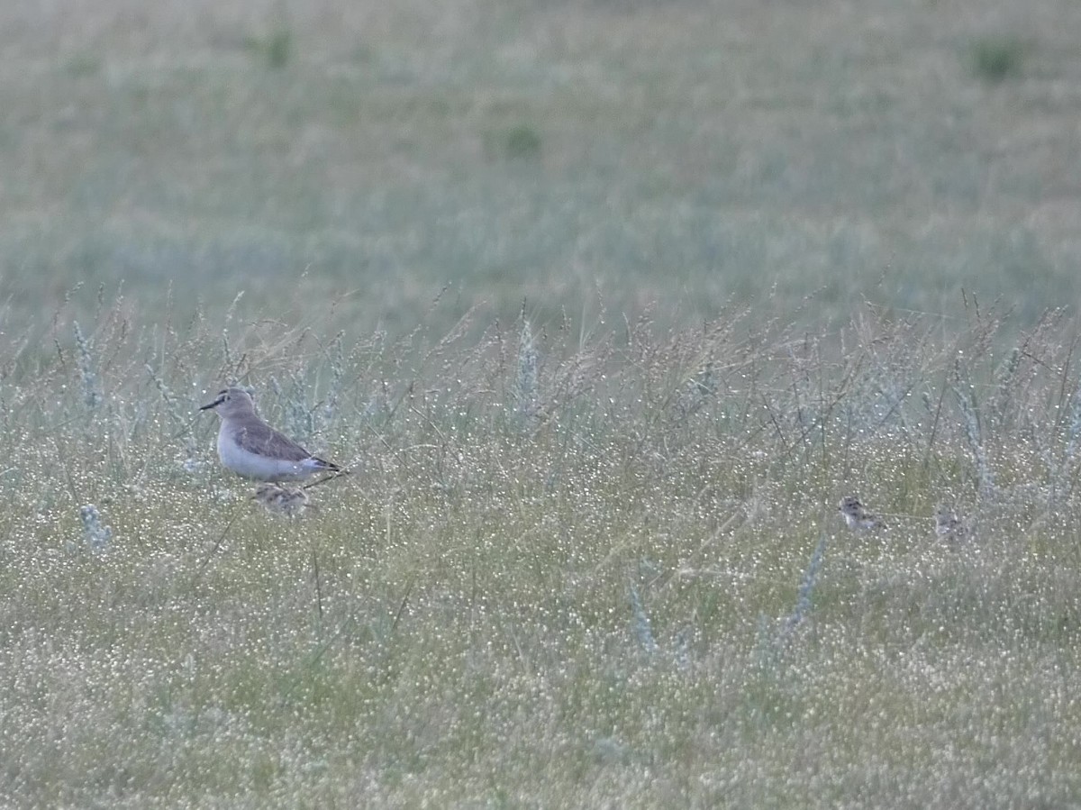 Mountain Plover - ML644483246