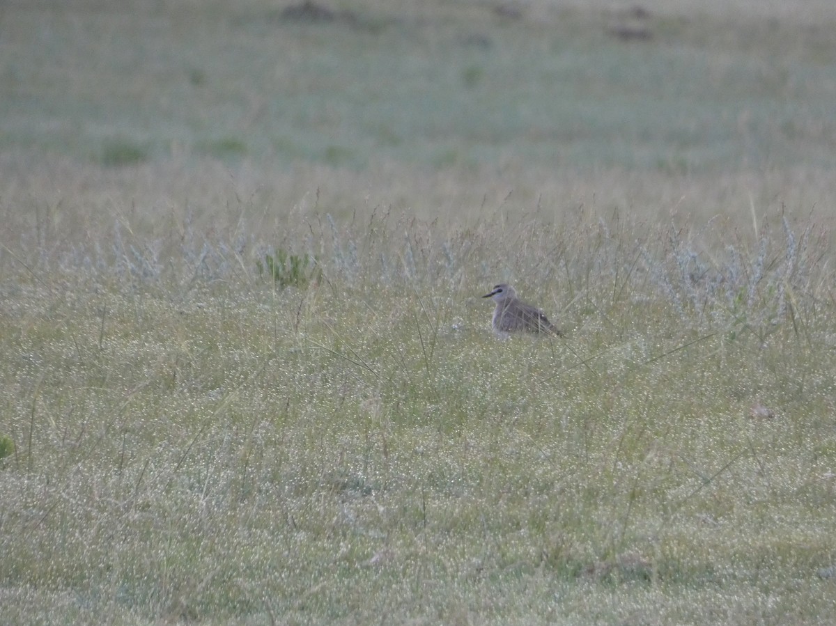 Mountain Plover - ML644483247
