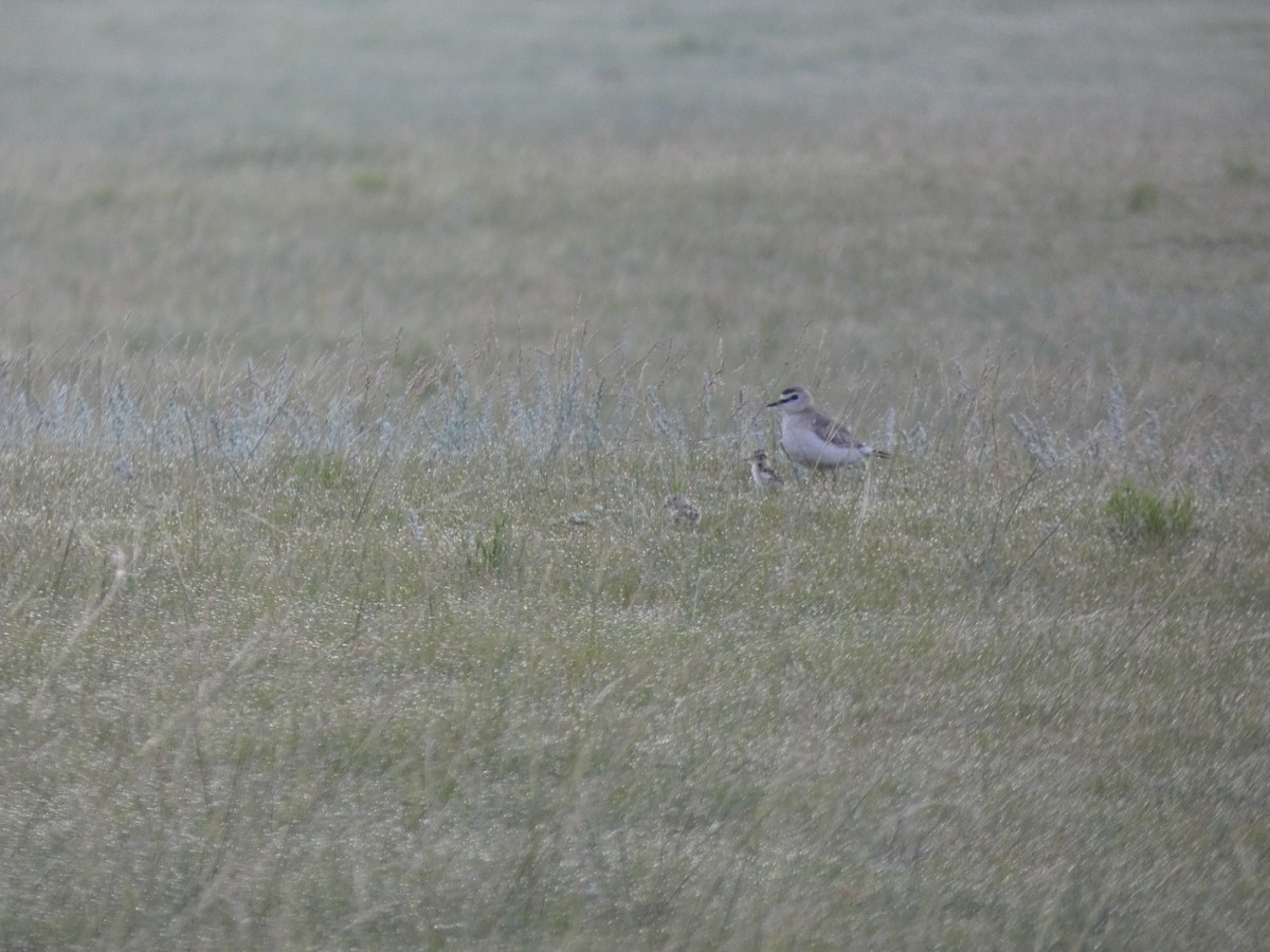 Mountain Plover - ML644483250