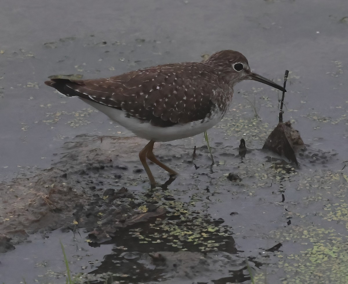Solitary Sandpiper - ML644483274