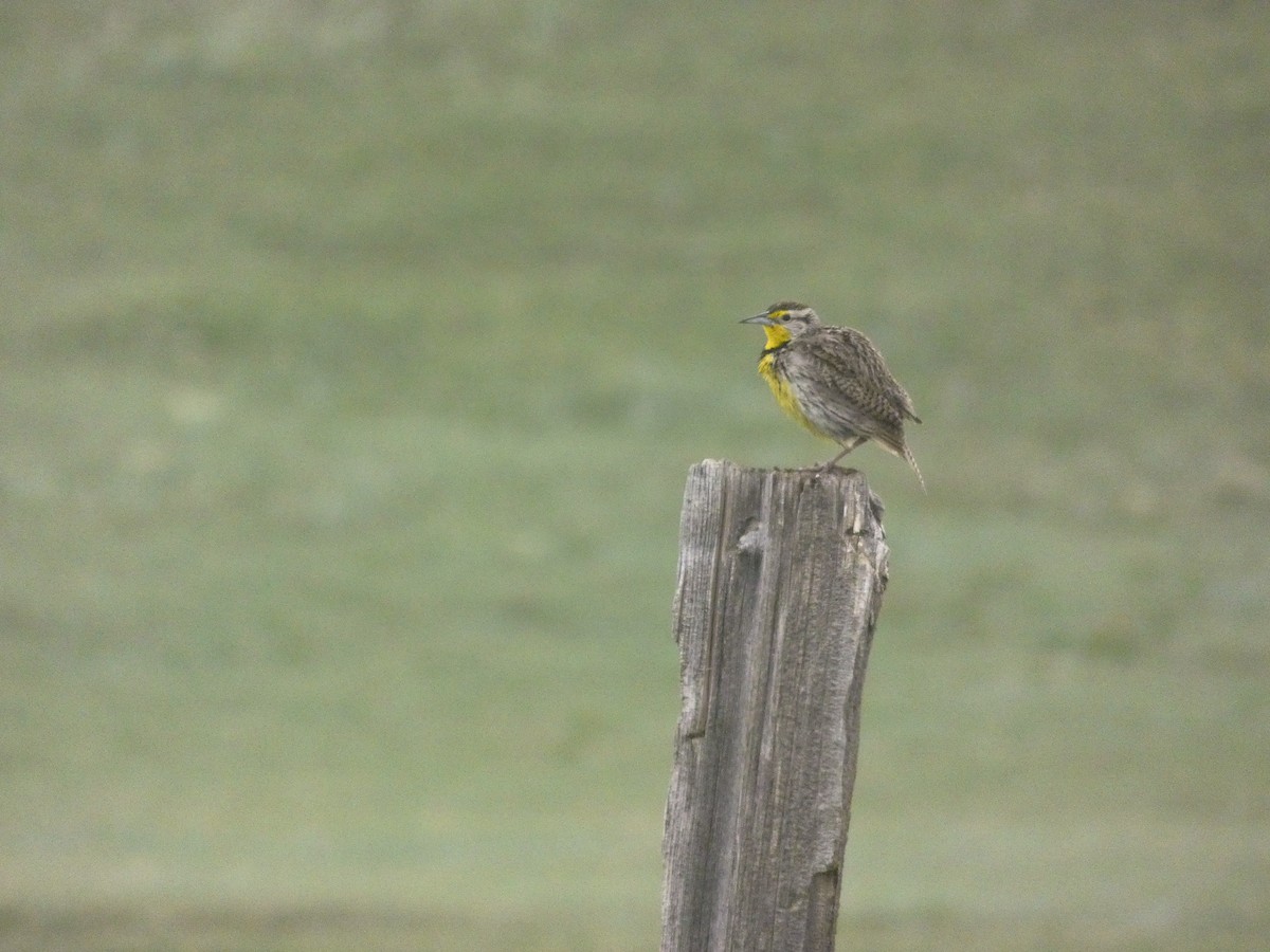 Western Meadowlark - ML644483277
