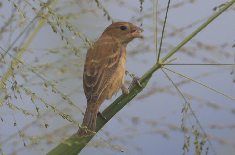 Индиговый колорин - ML644483280