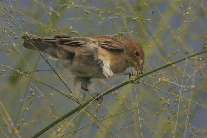 Индиговый колорин - ML644483281