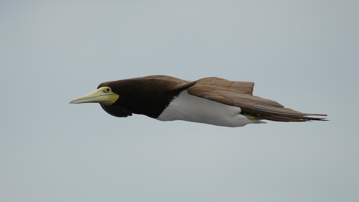 Brown Booby (Forster's) - ML644483284