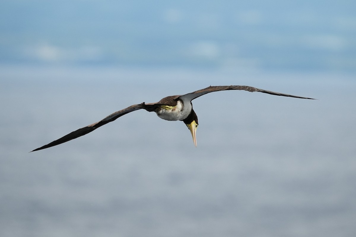 Brown Booby (Forster's) - ML644483286