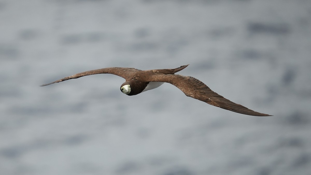 Brown Booby (Forster's) - ML644483287