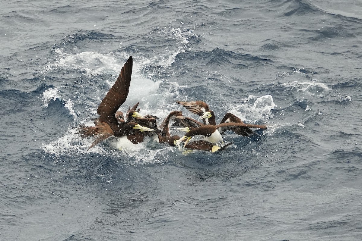 Brown Booby (Forster's) - ML644483289