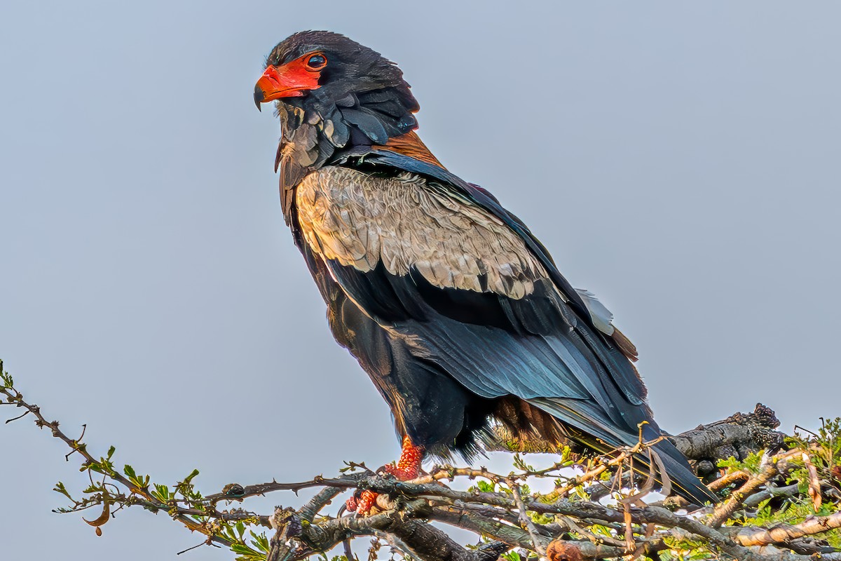 Bateleur des savanes - ML644483293