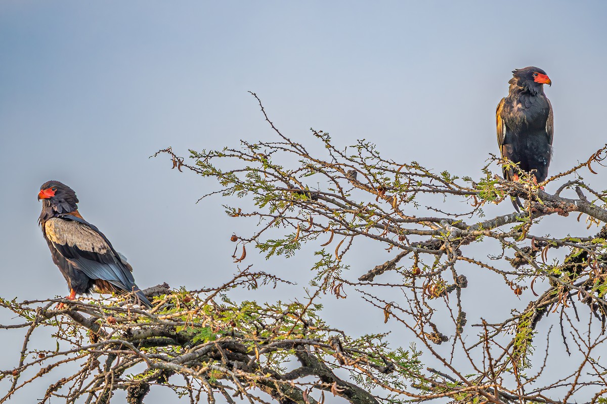 Bateleur des savanes - ML644483294