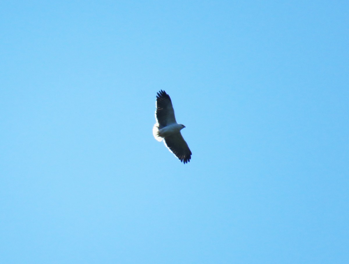 Mantled Hawk - ML64448331