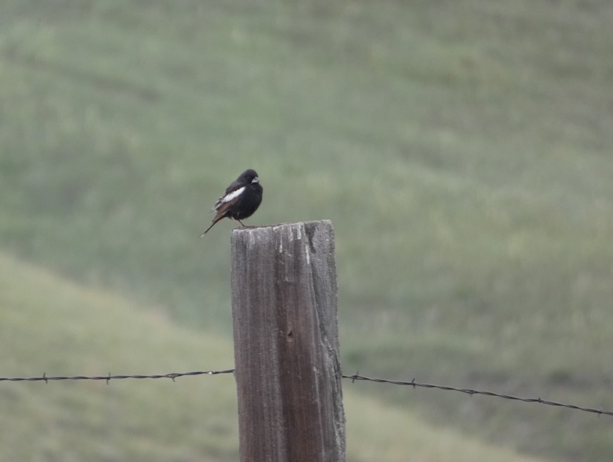 Lark Bunting - ML644483316