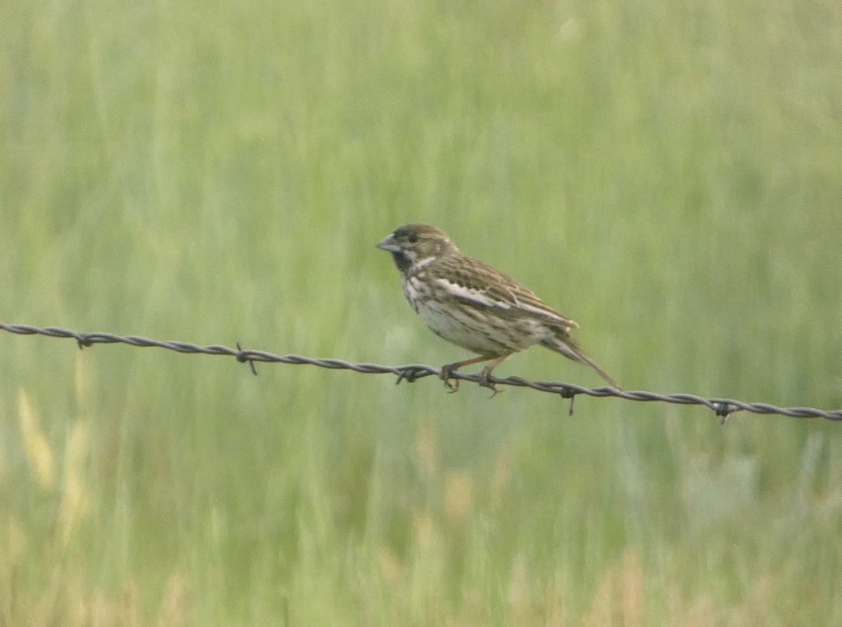 Lark Bunting - ML644483317