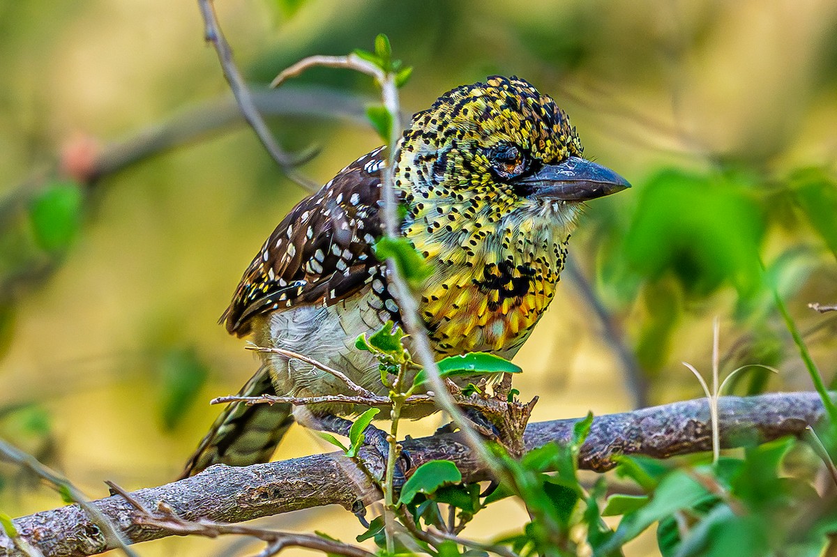 småperleskjeggfugl - ML644483320