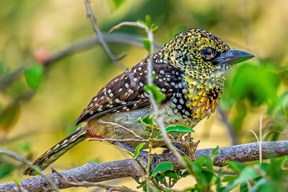 småperleskjeggfugl - ML644483321