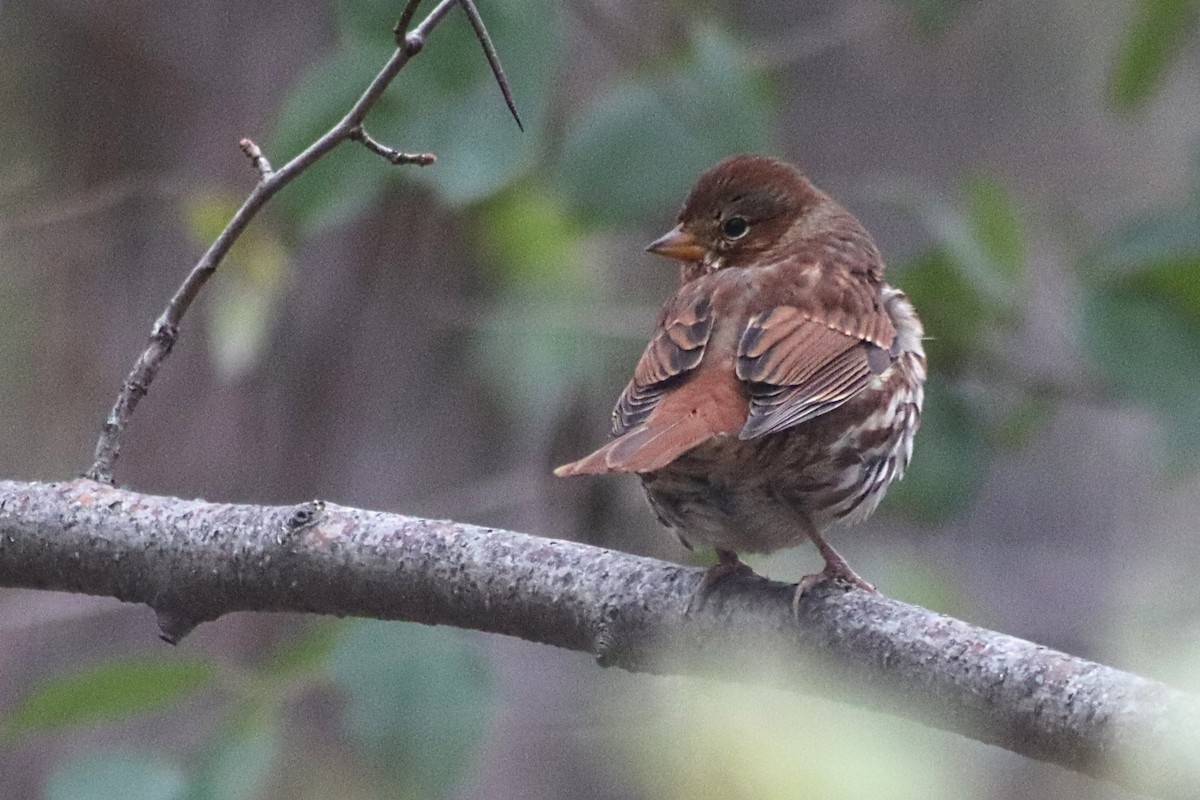 Fox Sparrow - ML644483328