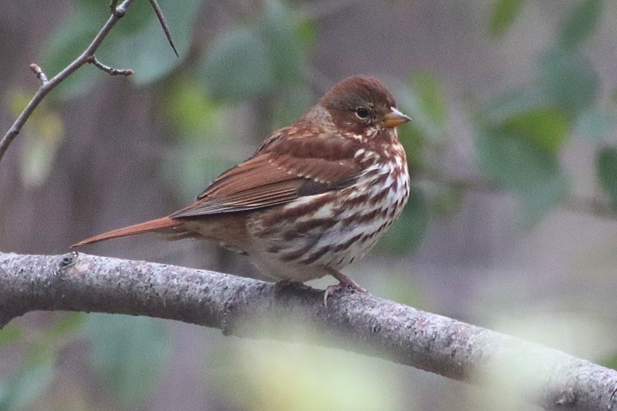 Fox Sparrow - ML644483329