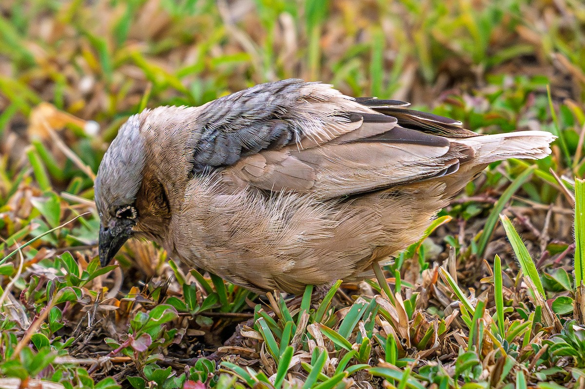 Gray-capped Social-Weaver - ML644483333