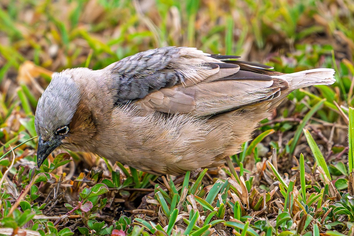 Gray-capped Social-Weaver - ML644483334