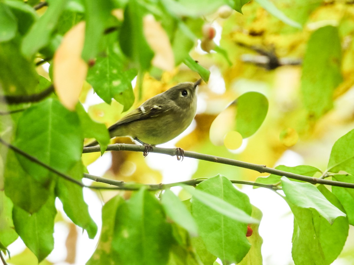 ルビーキクイタダキ - ML644483338