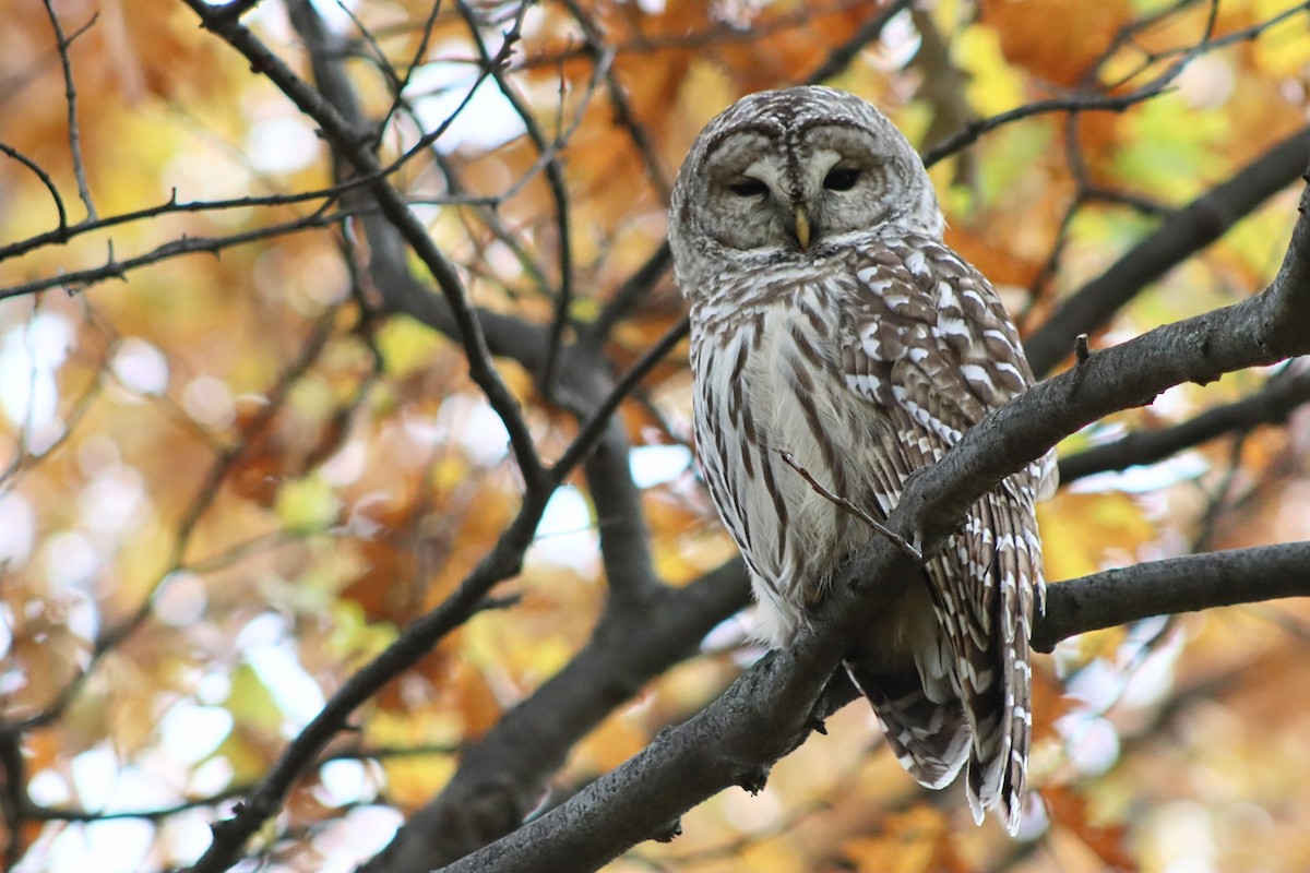 Barred Owl - ML644483345