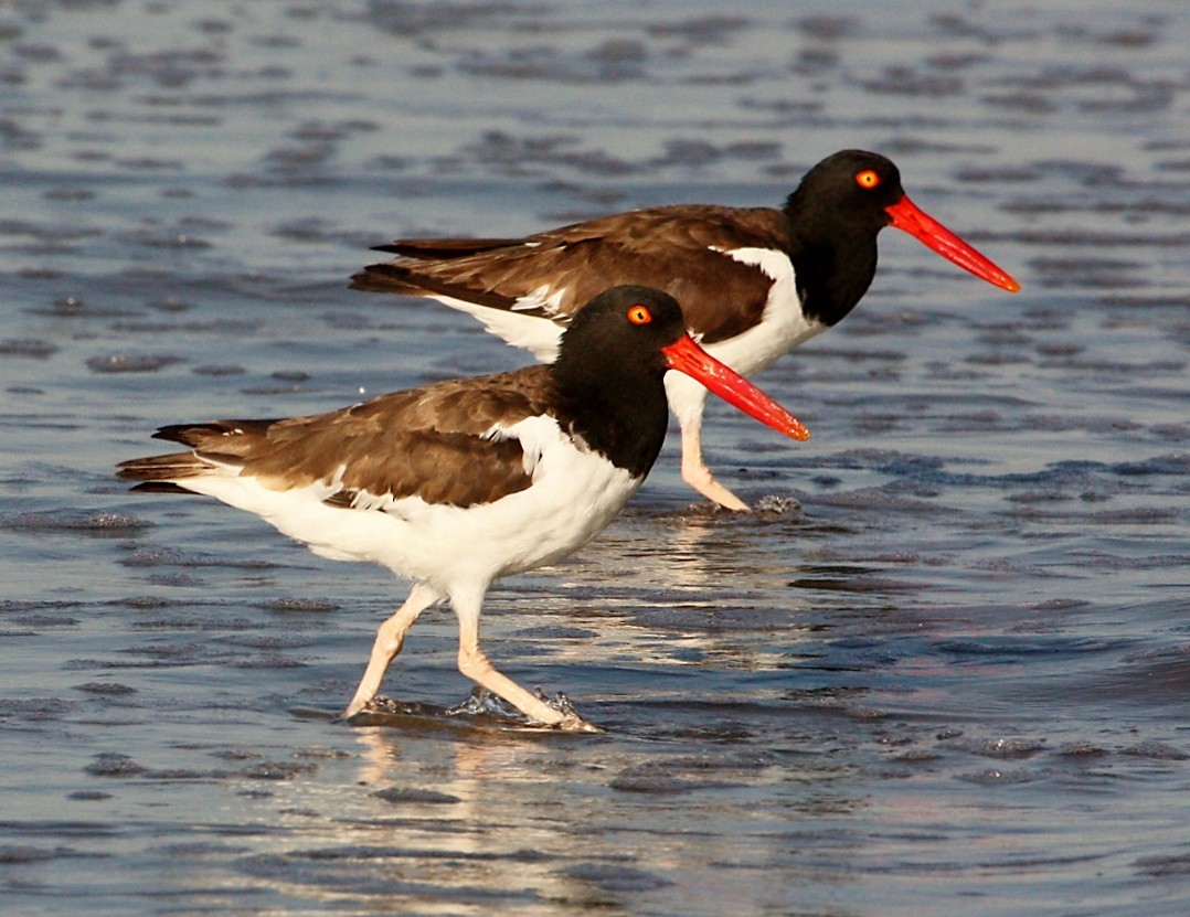 Itsas mika amerikarra - ML644483346