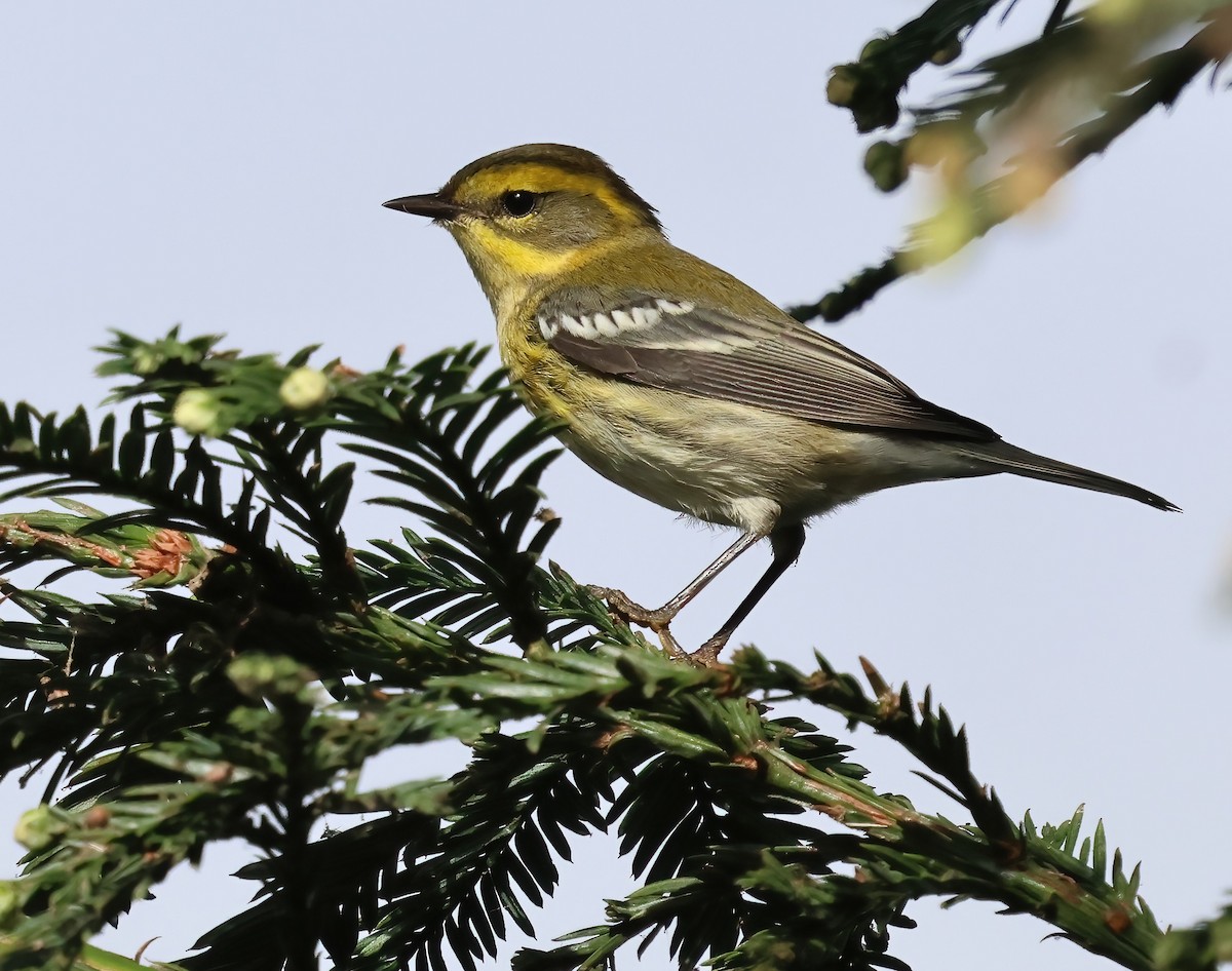 granparula - ML644483350