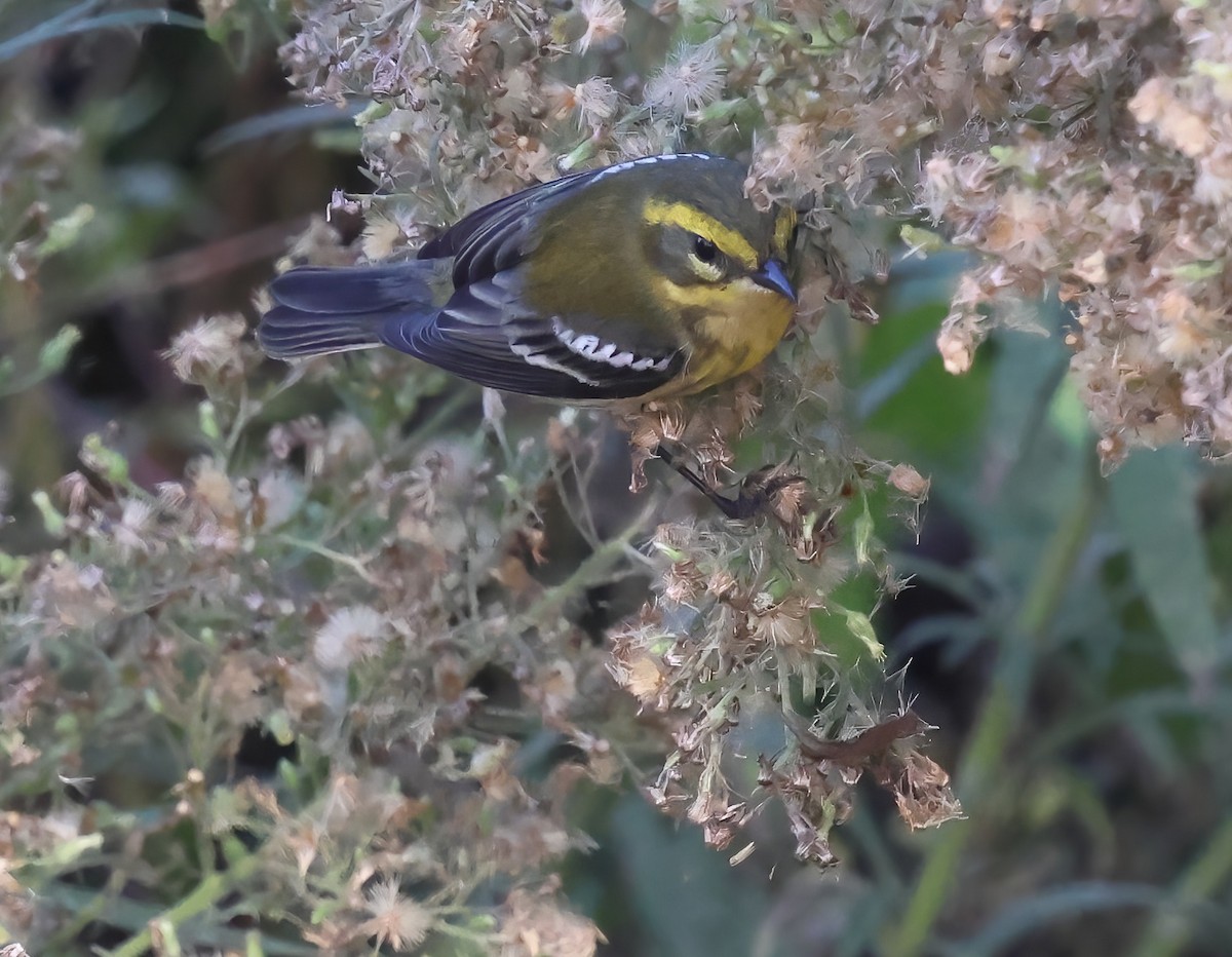 granparula - ML644483353