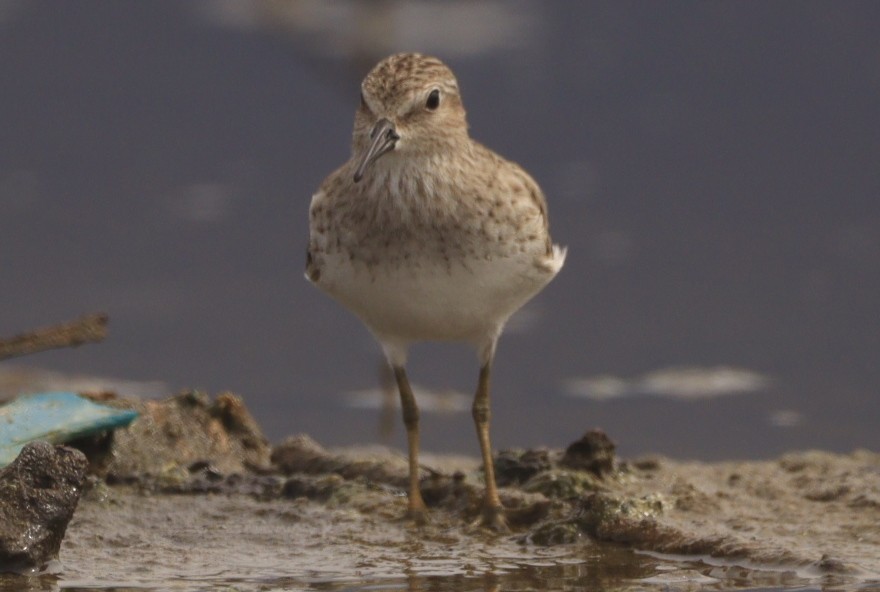 アメリカヒバリシギ - ML644483354