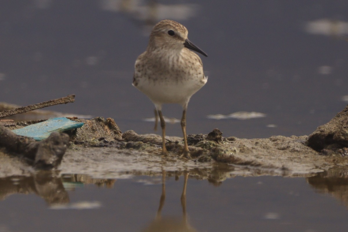 アメリカヒバリシギ - ML644483355