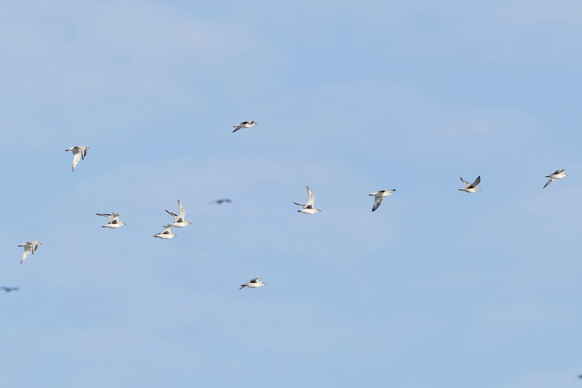 Black-bellied Plover - ML644483365