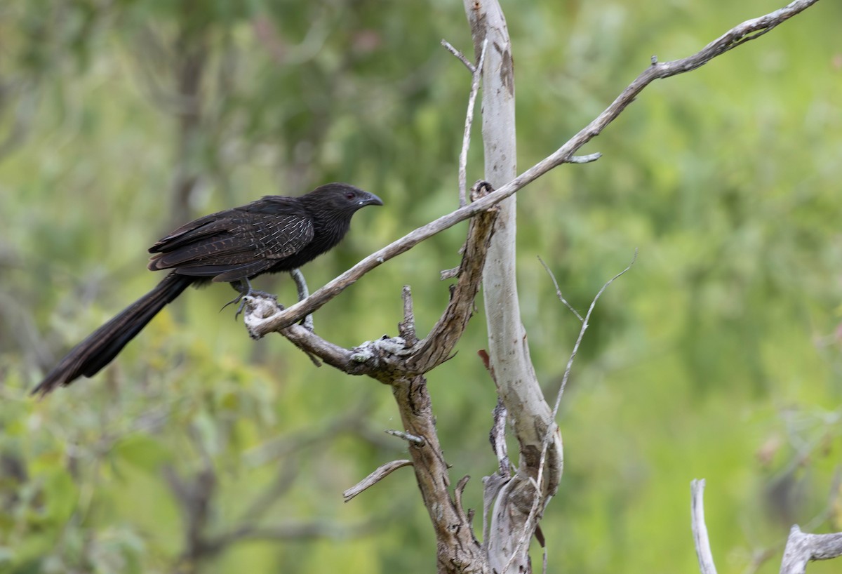 Pheasant Coucal - ML644483372