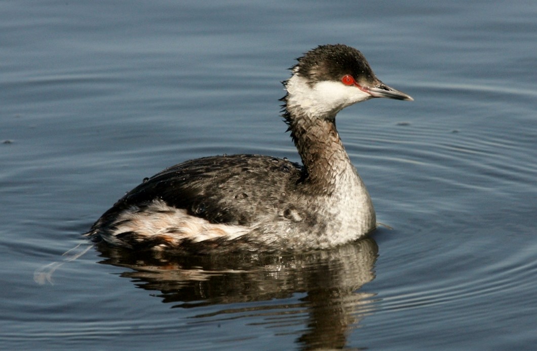 Txilinporta urrebelarria - ML644483375