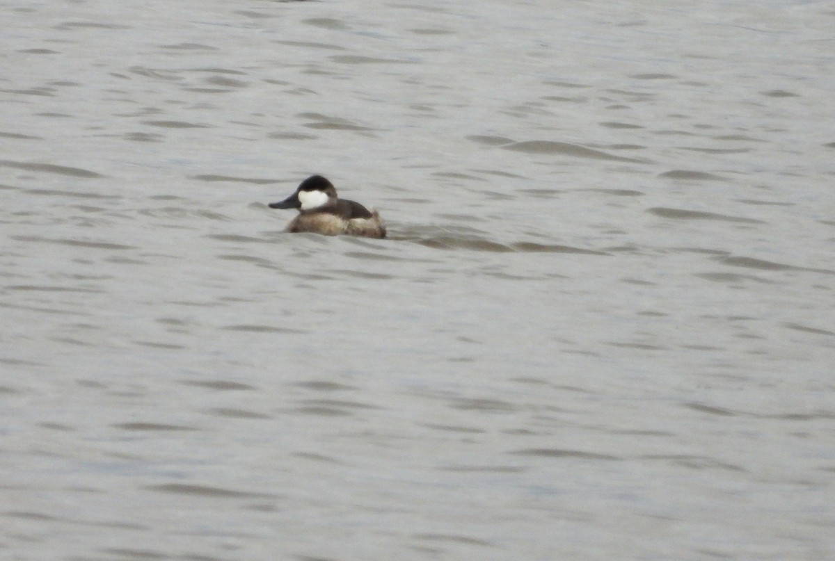 Gobbo della Giamaica - ML644483380