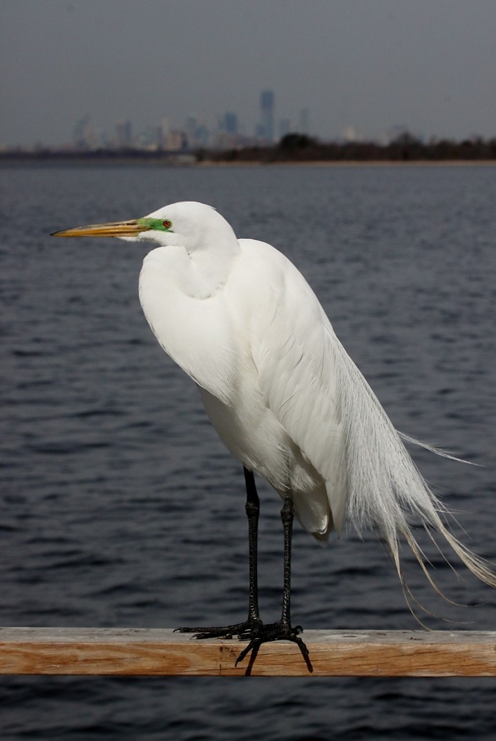 Koartza zuria - ML644483381