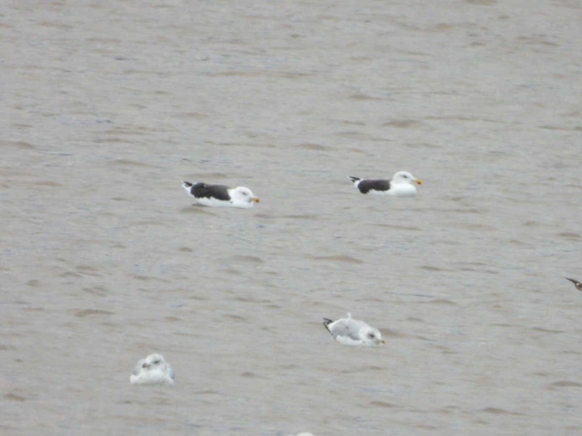 Büyük Kara Sırtlı Martı - ML644483385