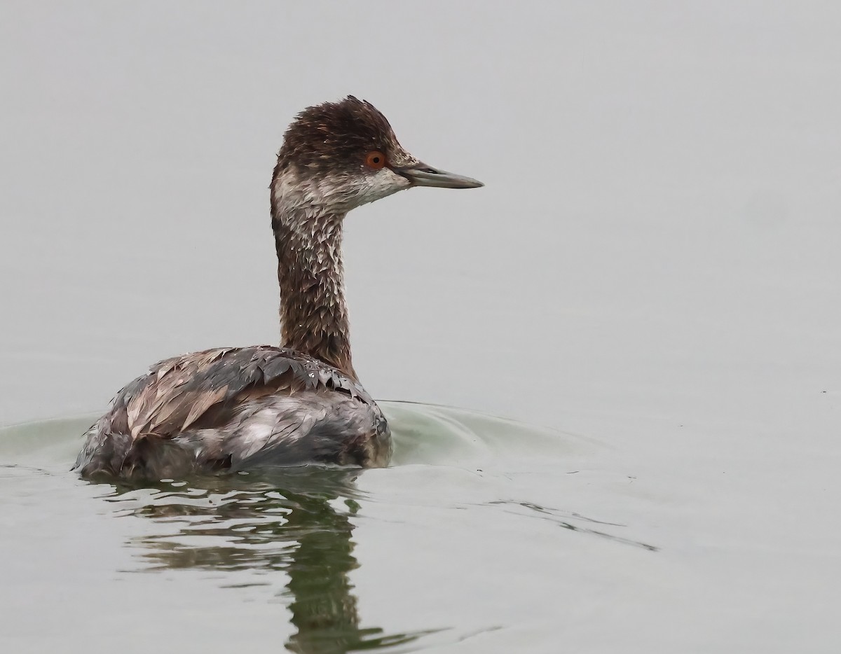 Eared Grebe - ML644483386