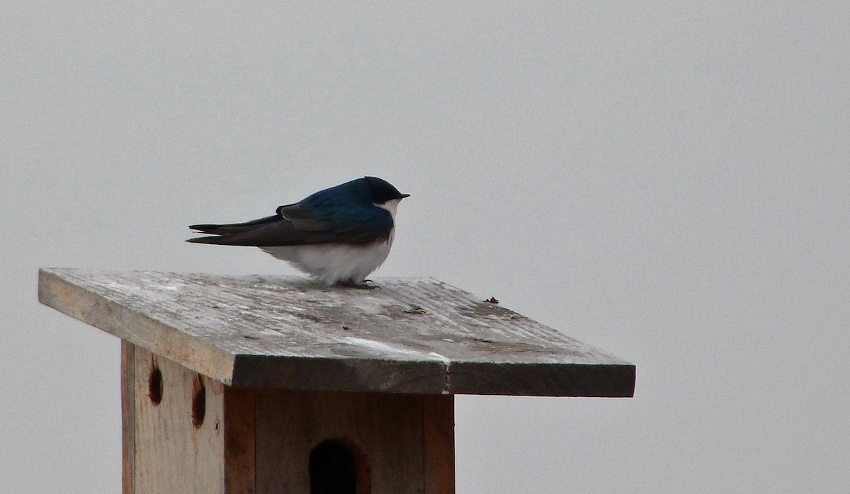 Elai kolorebikoa - ML644483392