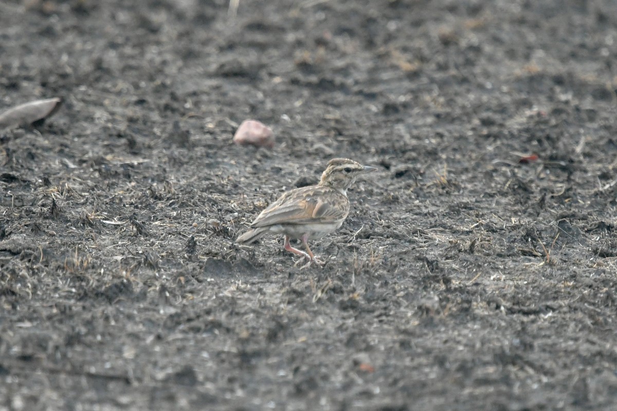 Sun Lark - ML644483395