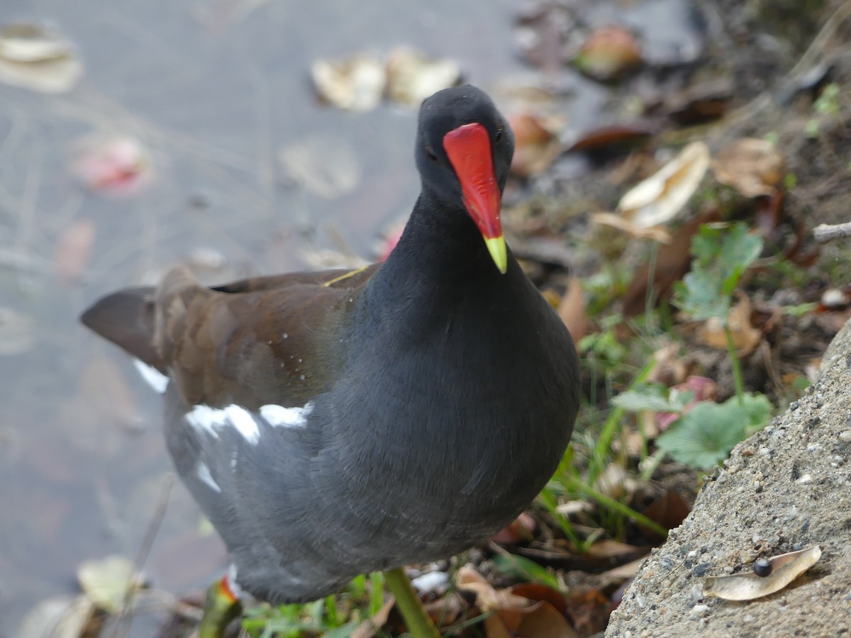 Amerika Sutavuğu - ML644483398