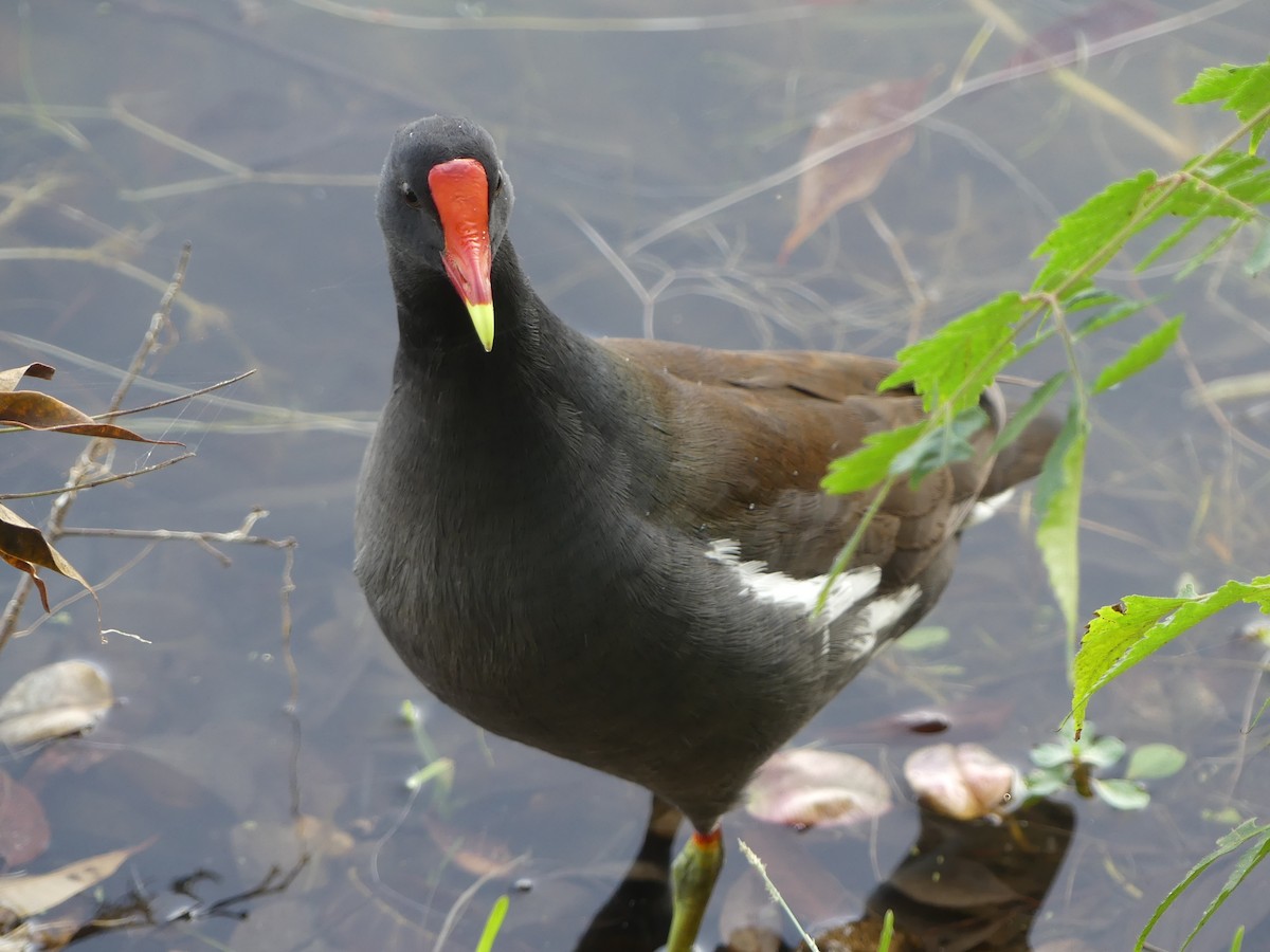 Amerika Sutavuğu - ML644483399