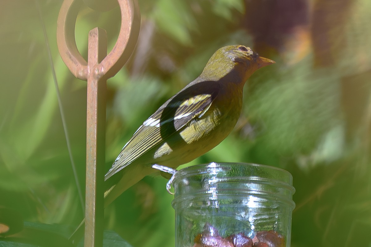 Желтоплечая пиранга - ML644483423