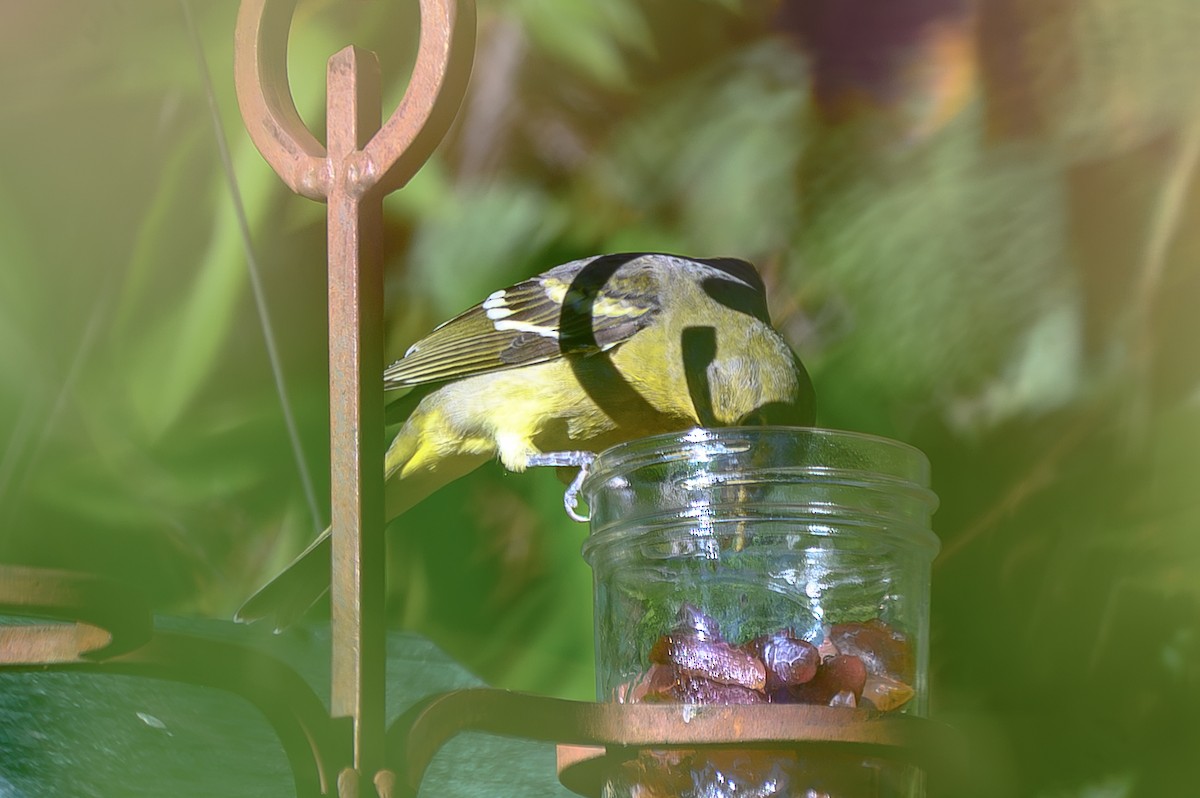 Желтоплечая пиранга - ML644483424